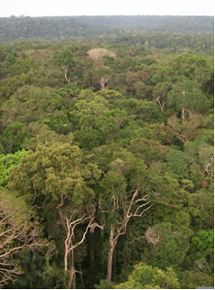 floresta amazonica